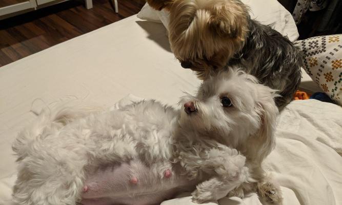 狗狗生了要注意的事项（禁食与不适合食用的食物） - 悠悠酷狗网