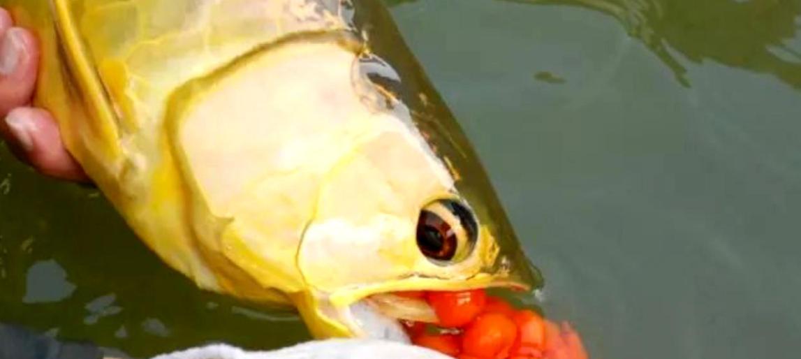 金鱼产卵的最佳饲养环境(探寻影响金鱼产卵的关键因素)(图2) 金鱼产卵的最佳饲养环境(探寻影响金鱼产卵的关键因素)(图2)