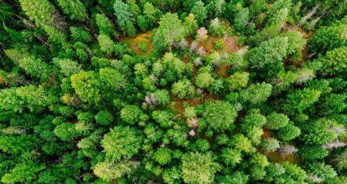 金鱼产卵的最佳饲养环境(探寻影响金鱼产卵的关键因素)(图3) 金鱼产卵的最佳饲养环境(探寻影响金鱼产卵的关键因素)(图3)