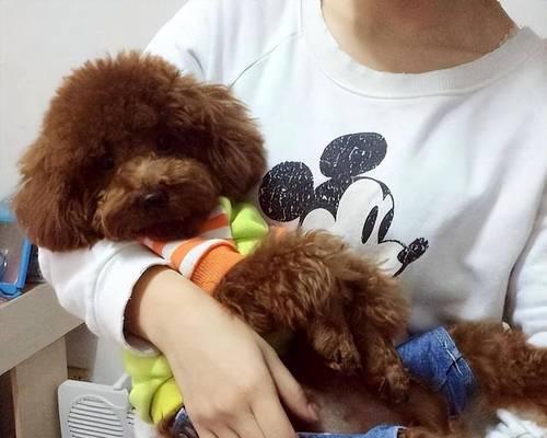 小母泰迪的腿蹭行为解析（探究小母泰迪喜欢蹭腿的原因和行为特点）(图1)