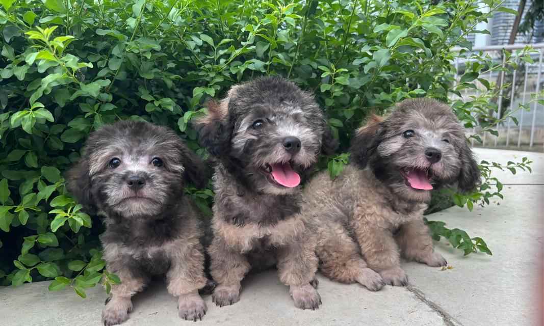 以泰迪喜欢吃狗粮拌什么区别？（以泰迪喜欢吃狗粮拌肉与拌蔬菜的区别）(图2)