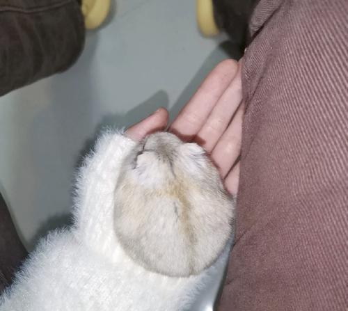 布丁仓鼠背上的神秘线条（揭秘布丁仓鼠背上线条的由来与意义）(图3)