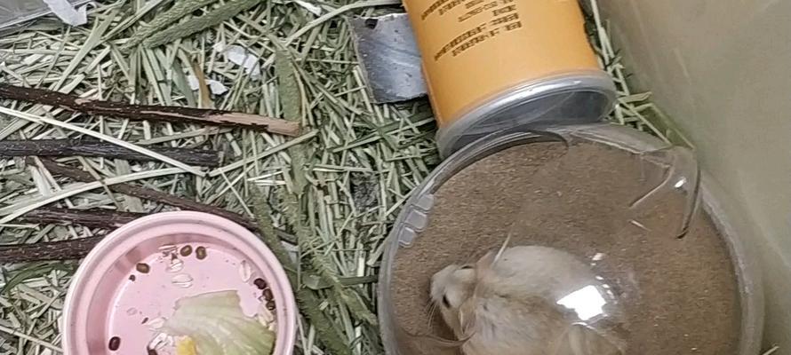 布丁仓鼠背上的神秘线条（揭秘布丁仓鼠背上线条的由来与意义）(图1)