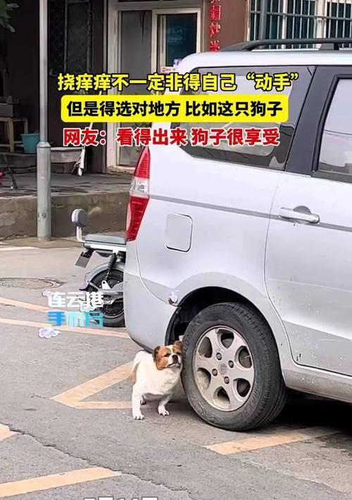 狗喜欢被挠下巴的原因（揭秘狗狗下巴挠挠的心理与生理需求）(图1)