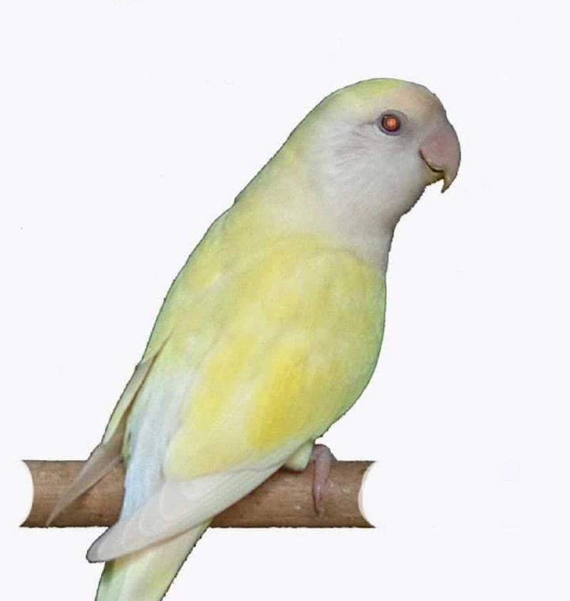 红牡丹鹦鹉——绽放在生活中的花朵（红牡丹鹦鹉的独特之处与合适的名字选择） - 悠悠酷狗网