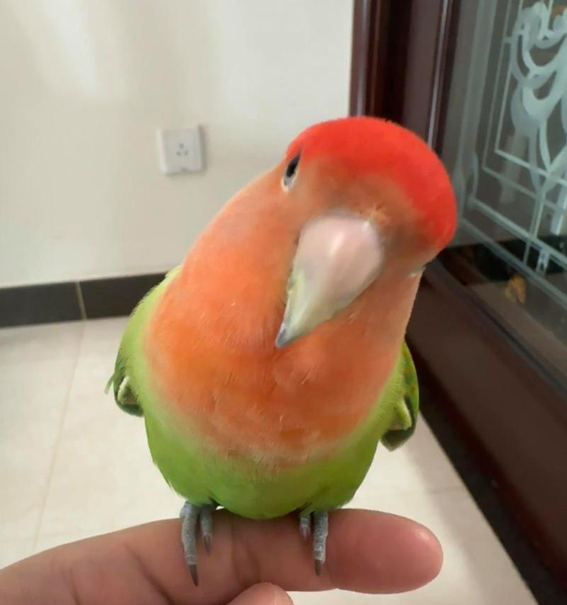 红牡丹鹦鹉——绽放在生活中的花朵（红牡丹鹦鹉的独特之处与合适的名字选择）(图3)