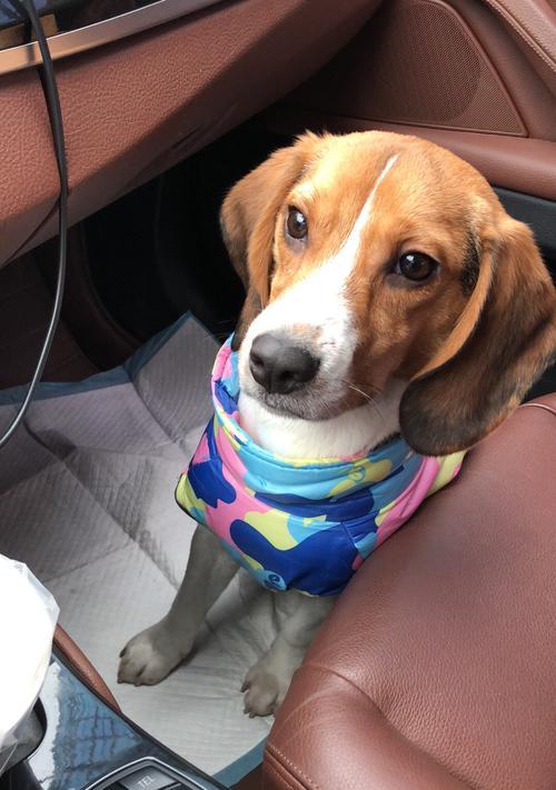 用食物训练三个月的比格犬——关爱宠物健康（通过正确的饮食习惯提高比格犬的体质素质 - 悠悠酷狗网