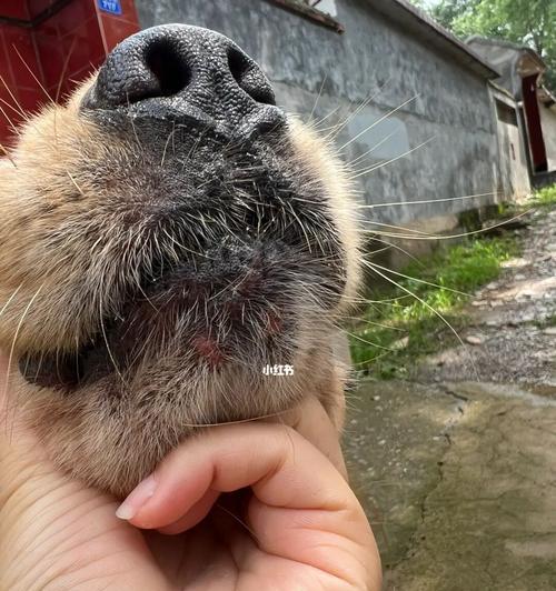 狗喜欢被挠下巴的原因（揭秘狗狗下巴挠挠的心理与生理需求）(图2)