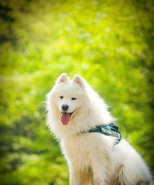 萨摩耶的理想饮食（为你的萨摩耶提供均衡营养和健康饮食的关键）(图1)