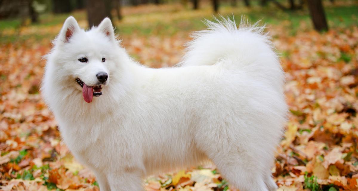 萨摩耶的理想饮食（为你的萨摩耶提供均衡营养和健康饮食的关键）(图2)