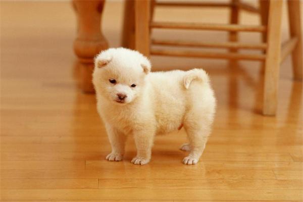 怎么知道狗狗是否超重？(图2)