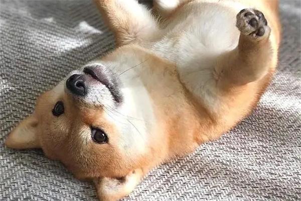 怎么知道狗狗是否超重？ - 悠悠酷狗网