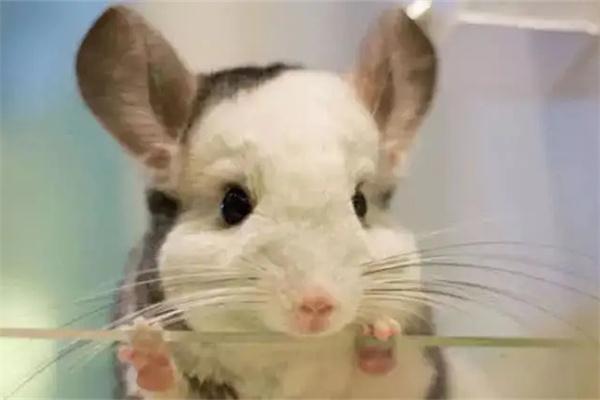 被龙猫咬了没出血用不用打疫苗？ - 悠悠酷狗网