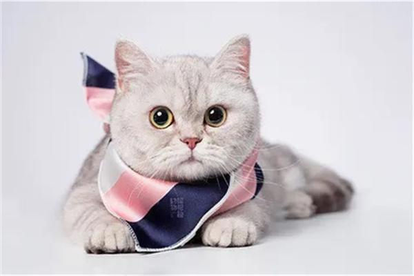 猫咪为什么会尿路感染？ - 悠悠酷狗网