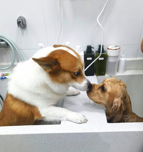 小泰迪洗澡频率揭秘（小泰迪洗澡的最佳频率及注意事项） - 悠悠酷狗网