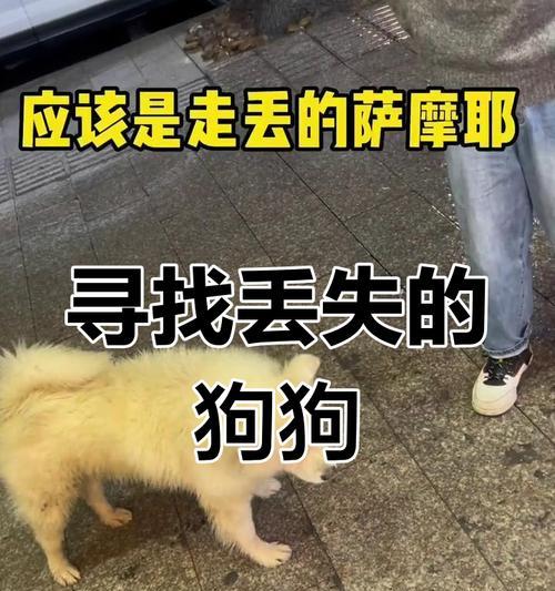 萨摩耶认识主人需要多长时间？（探寻萨摩耶与主人之间的默契）(图3)
