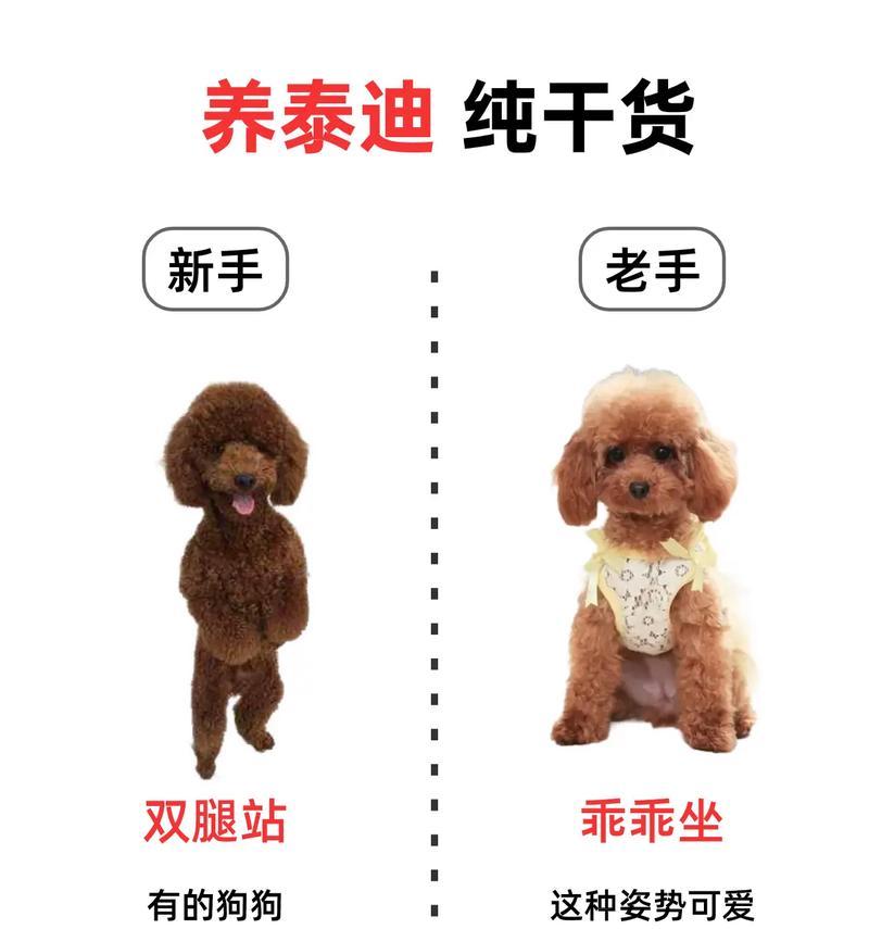 小泰迪洗澡频率揭秘（小泰迪洗澡的最佳频率及注意事项）(图2)