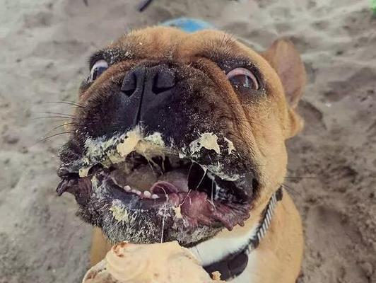 斗牛掉毛严重的几大常见原因(了解斗牛掉毛的原因,让你的宠物更健康)(图1) 斗牛掉毛严重的几大常见原因(了解斗牛掉毛的原因,让你的宠物更健康)(图1)