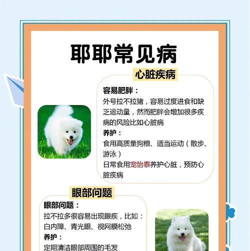 萨摩耶认识主人需要多长时间？（探寻萨摩耶与主人之间的默契）(图1)