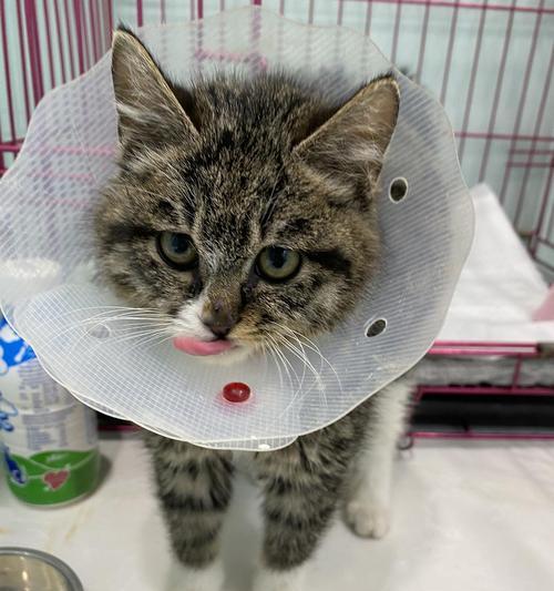 了解尿道造口（探索不同尿道造口型号的特点及使用指南） - 悠悠酷狗网