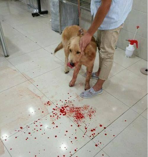 狗狗吐血，五种可能的原因及解决方法（了解吐血颜色对狗狗健康的重要性）(图2)