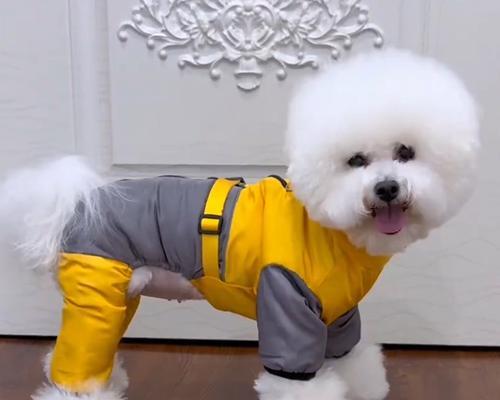贵宾犬冬天是否需要穿衣服？（探讨贵宾犬对冷天的适应能力及是否需要额外保暖） - 悠悠酷狗网