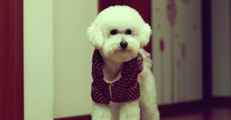 贵宾犬冬天是否需要穿衣服？（探讨贵宾犬对冷天的适应能力及是否需要额外保暖）(图2)