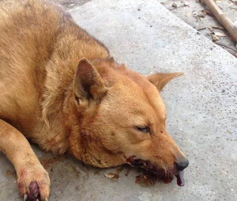 狗狗吐血，五种可能的原因及解决方法（了解吐血颜色对狗狗健康的重要性） - 悠悠酷狗网