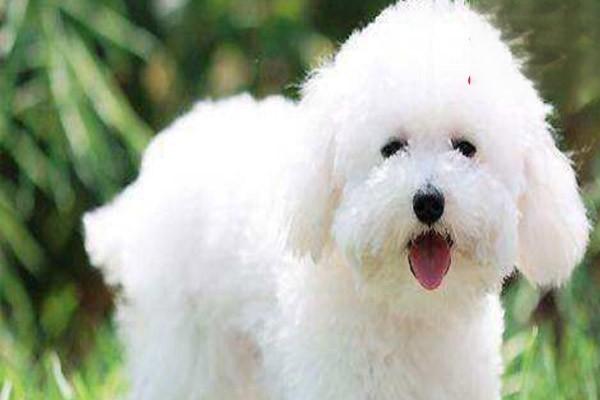 犬平滑肌瘤 犬猫平滑肌瘤(图2)