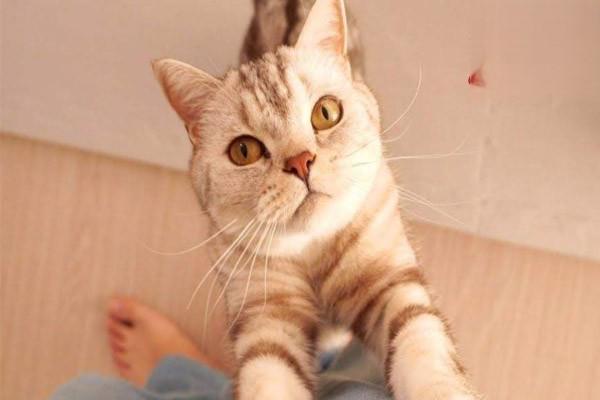 猫软骨瘤 - 悠悠酷狗网