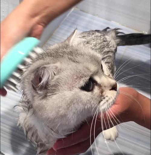 正确给猫咪洗澡的方法（如何让猫咪在洗澡中感到舒适与安全） - 悠悠酷狗网