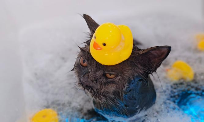 正确给猫咪洗澡的方法（如何让猫咪在洗澡中感到舒适与安全）(图2)