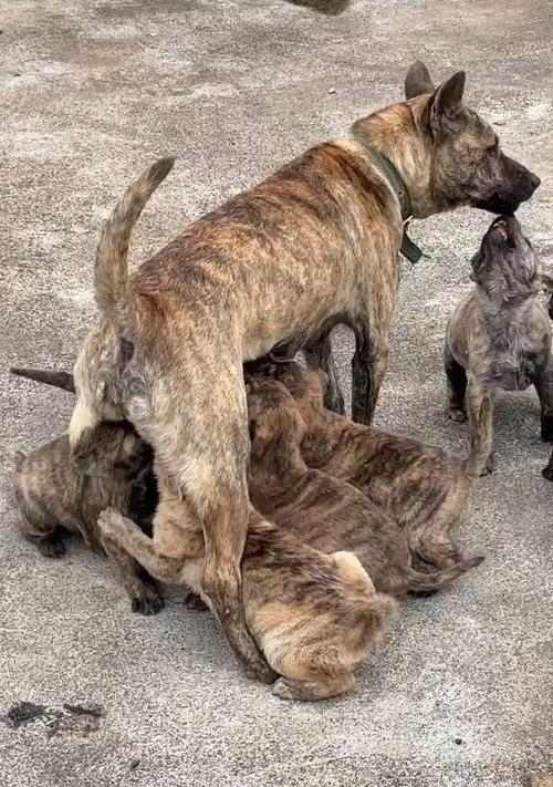 狗狗喝牛奶的时间与频率（揭秘狗狗从幼年到成年喝牛奶的变化及影响） - 悠悠酷狗网