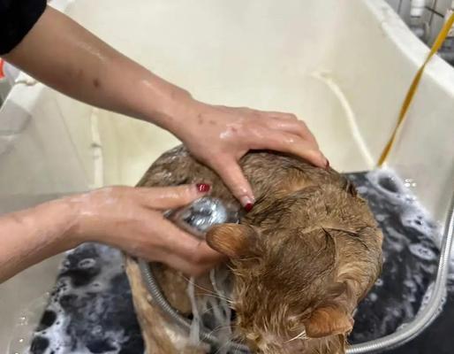 正确给猫咪洗澡的方法（如何让猫咪在洗澡中感到舒适与安全）(图3)
