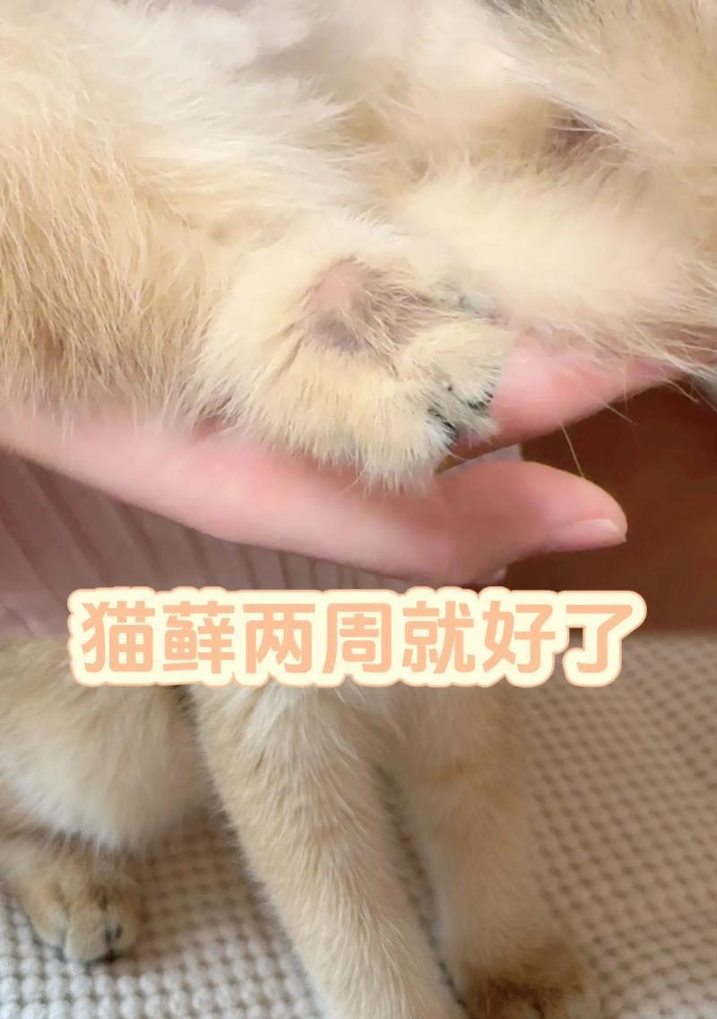 猫藓治疗的时间和方法（以猫得了猫藓多久能好？治疗猫藓的有效方法）(图3)