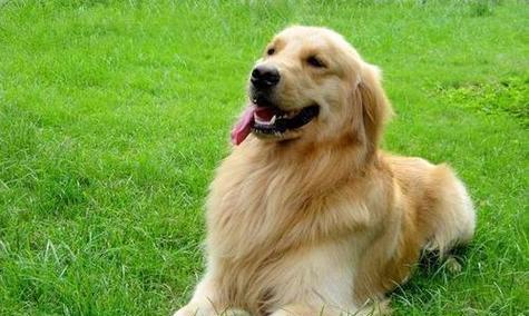 金毛的运动量有多大?如何避免运动伤害?(了解金毛犬的运动需求,掌握科学的运动防护方法)(图2) 金毛的运动量有多大?如何避免运动伤害?(了解金毛犬的运动需求,掌握科学的运动防护方法)(图2)