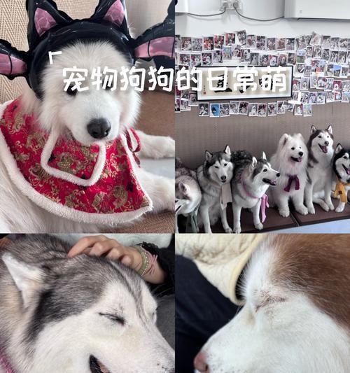 揭秘宠物狗狗的寿命长短，你家狗狗能活多久？（以15种常见宠物狗的寿命榜来看看，谁的寿命更长？）(图1)