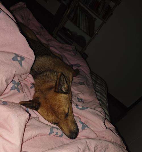 爱犬驱虫后出现不良反应，主人应注意的三要点（牢记不可盲目喂药，保护宠物的健康）(图3)