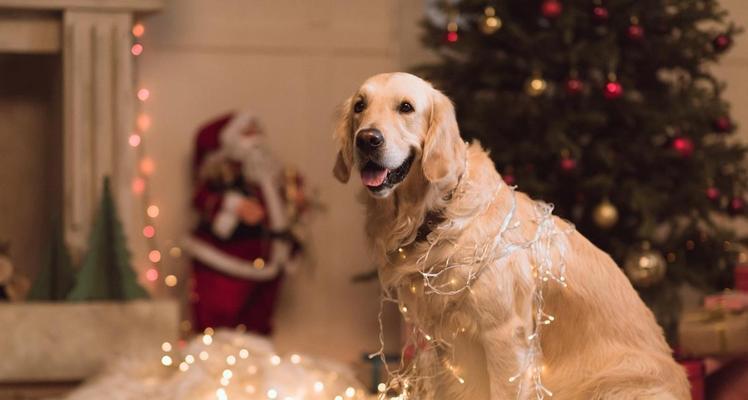 金毛的运动量有多大？如何避免运动伤害？（了解金毛犬的运动需求，掌握科学的运动防护 - 悠悠酷狗网