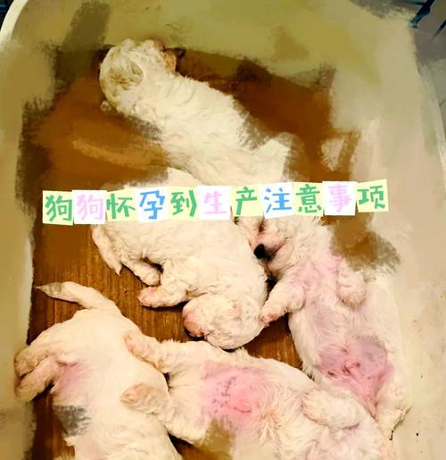 从怀孕到生产，狗狗需要多长时间？（狗狗的妊娠期、分娩期和哺乳期）(图2)