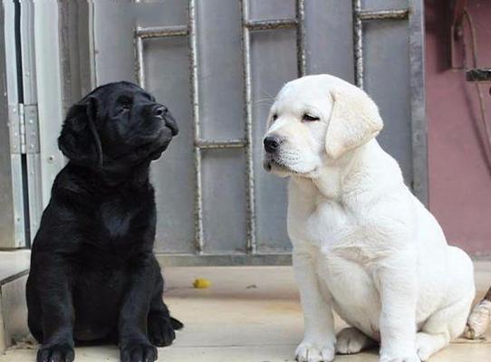 拉布拉多狗性成熟所需时间（探究拉布拉多狗性成熟的时间周期及影响因素） - 悠悠酷狗网