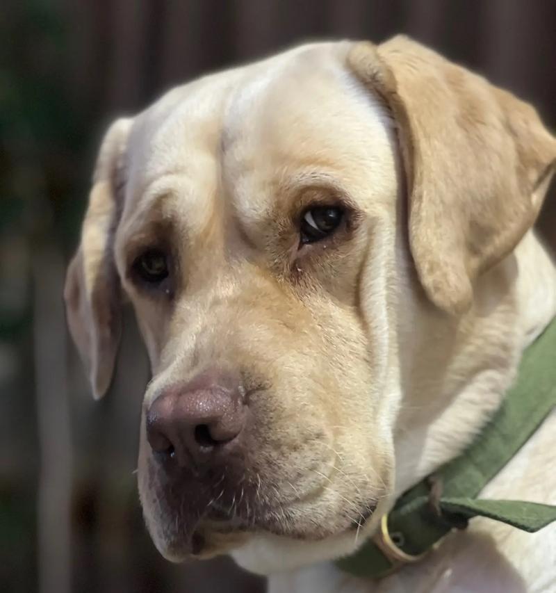 拉布拉多狗性成熟所需时间(探究拉布拉多狗性成熟的时间周期及影响因素)(图3) 拉布拉多狗性成熟所需时间(探究拉布拉多狗性成熟的时间周期及影响因素)(图3)