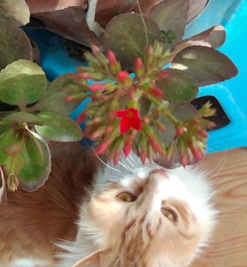 猫摔内伤的生死攸关(摔伤致命一刻,关键是速治)(图2) 猫摔内伤的生死攸关(摔伤致命一刻,关键是速治)(图2)