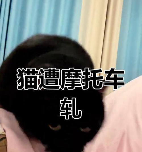 猫摔内伤的生死攸关（摔伤致命一刻，关键是速治） - 悠悠酷狗网