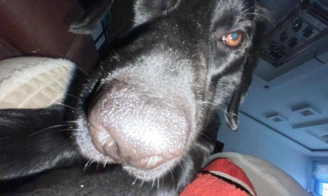 拉布拉多狗性成熟所需时间(探究拉布拉多狗性成熟的时间周期及影响因素)(图2) 拉布拉多狗性成熟所需时间(探究拉布拉多狗性成熟的时间周期及影响因素)(图2)