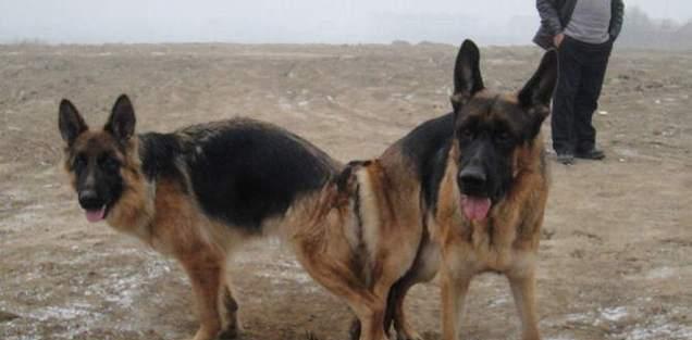 狗狗配种需要多久才能看到变化？（探讨狗狗配种后身体和行为上的变化，了解所需时间） - 悠悠酷狗网