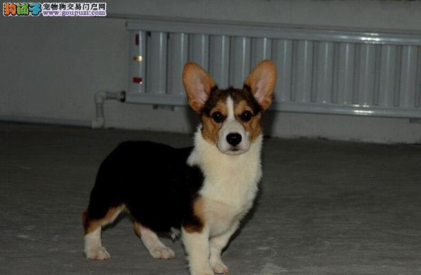 柯基的分类与颜色无关(为何以三色柯基比双色贵?)(图3) 柯基的分类与颜色无关(为何以三色柯基比双色贵?)(图3)