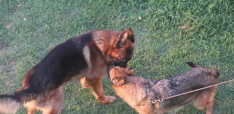 狗狗配种需要多久才能看到变化？（探讨狗狗配种后身体和行为上的变化，了解所需时间）(图2)