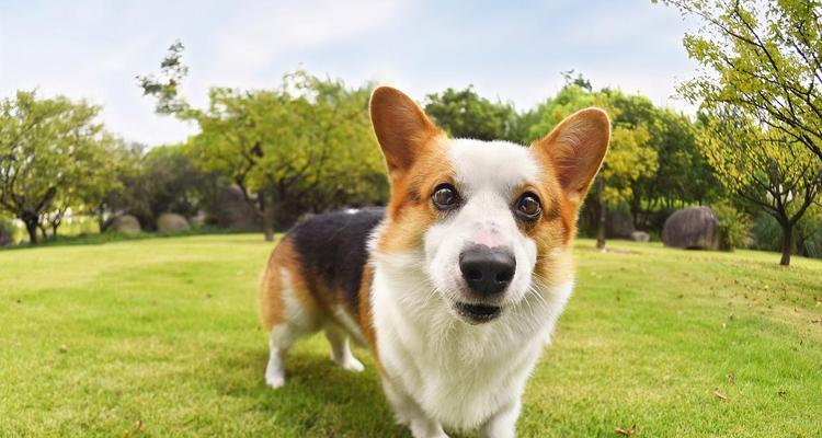 柯基的分类与颜色无关（为何以三色柯基比双色贵？） - 悠悠酷狗网