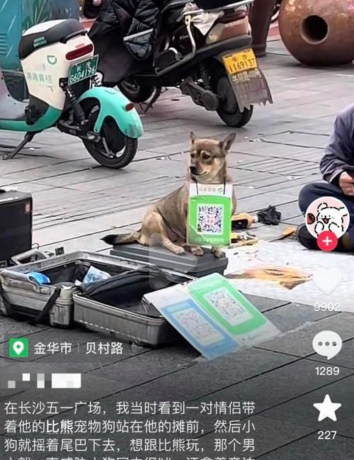 长沙狗市场大揭秘!(探寻长沙市场上卖狗的热门地点,发现宠物犬的最佳选择!)(图3) 长沙狗市场大揭秘!(探寻长沙市场上卖狗的热门地点,发现宠物犬的最佳选择!)(图3)